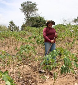 Mais de 20 mil agricultores alagoanos vão receber Garantia-Safra neste mês de março