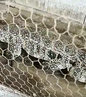 Polícia resgata cobras, pássaros e outros animais em cativeiro no Trapiche da Barra, Maceió