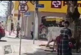 Flagrante inusitado: Vaca 'passeia' em praça no Centro de Arapiraca e atravessa faixa de pedestres tranquilamente
