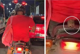 Rato é flagrado pegando 'carona' na garupa de motocicleta no Ceará: 'Ratatouille sem capacete'