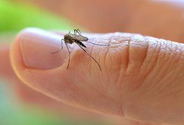 Primeira morte por dengue no ano é confirmada em Alagoas