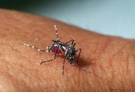 OMS alerta que zika vírus deve afetar quase todo continente americano