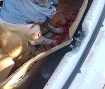 PC investiga crime de maus-tratos contra cachorro esfaqueado no interior de Alagoas