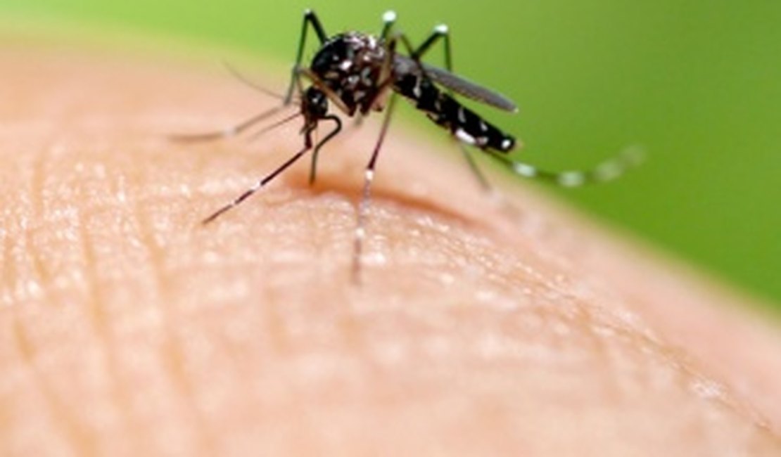 Dengue: 2024 bate recorde e número de mortes supera os últimos 20 anos