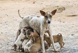 Sesau lança programa de castração de animais com investimento de R$ 500 mil mensais