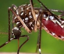 Casos de dengue, zika e Chikungunya somam 2,8 mil na capital