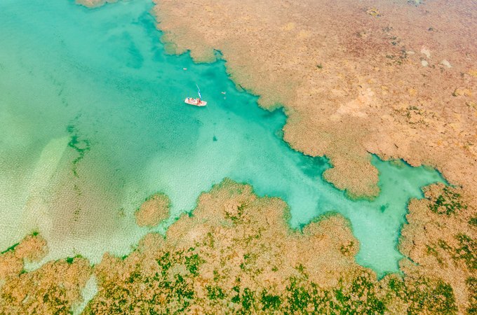 Projeto Corais de Alagoas chega a 500 corais em cultivo no mar do estado