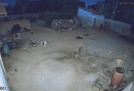 Ataque de cachorros mata 35 galinhas e causa prejuízo de quase R$ 2 mil, em Arapiraca