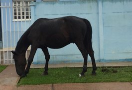 Cavalo é flagrado usando tornozeleira eletrônica no Paraná