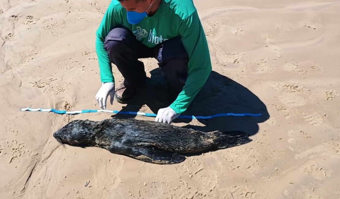 Lobo-marinho é encontrado morto em Feliz Deserto