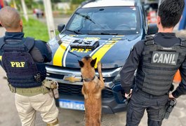 PRF e Canil do 3° BPM prendem homem com cerca de 3kg de cocaína em ônibus interestadual no Agreste de AL