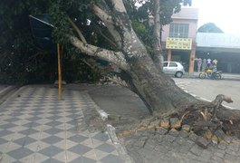Árvore tomba e deixa trânsito lento na área central de Arapiraca