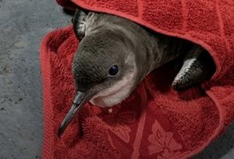 Ave marinha debilitada é resgatada na Praia de Jatiúca, em Maceió