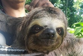 Polícia Ambiental resgata catetos, preguiça e jabutis de propriedade privada no Agreste alagoano