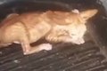 Homem é preso por afogar filhote de gato e divulgar vídeo com ameaças no agreste alagoano