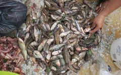 Peixes mortos no Rio Jequiá