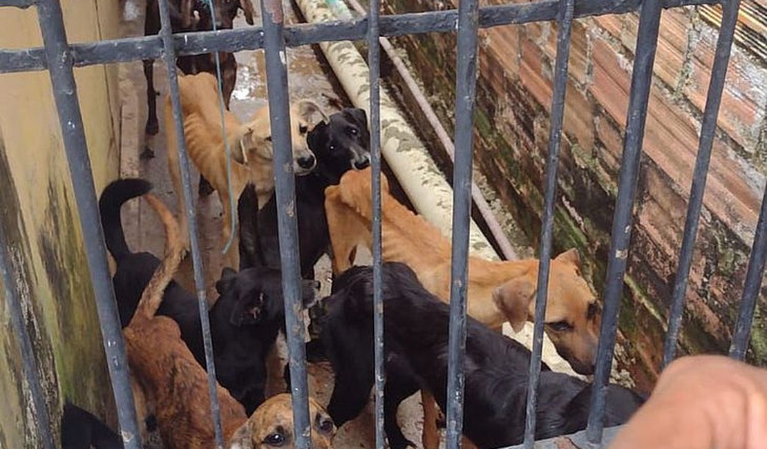 Operação conjunta resgata cães e gatos em situação de maus-tratos, em Alagoas