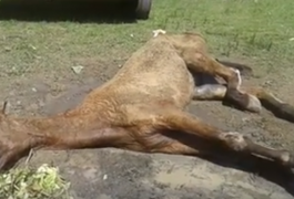 Cavalo abandonado no Clima Bom é sacrificado