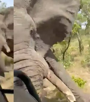 Elefante mata turista de 80 anos, fere cinco e destrói jipe em safari na África