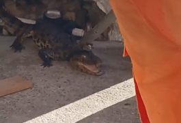 Jacaré é encontrado na entrada de residência no bairro São Luiz I, em Arapiraca