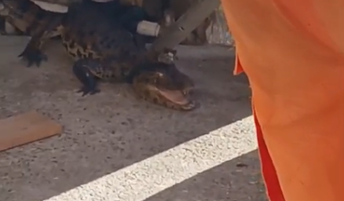 Jacaré é encontrado na entrada de residência no bairro São Luiz I, em Arapiraca