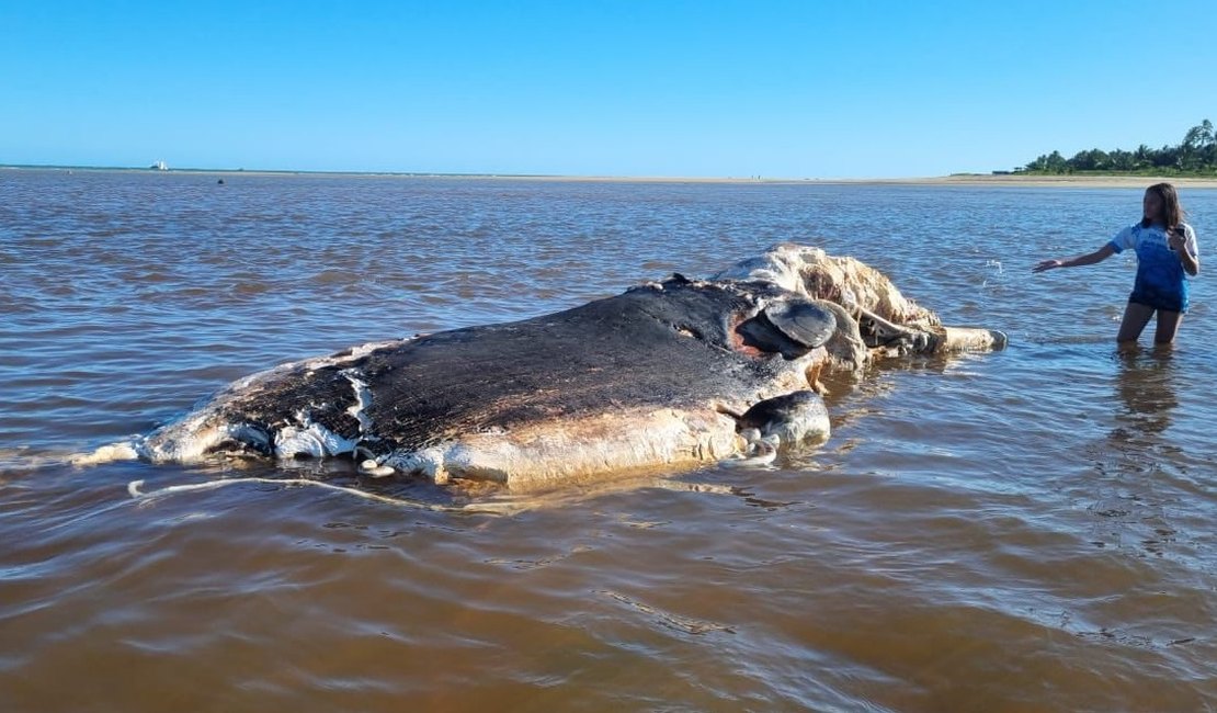 Baleia é encontrada morta e encalhada em praia de Maragogi