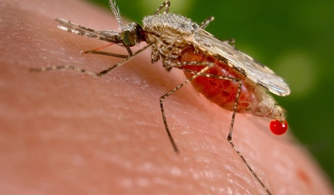 Aumentam casos suspeitos de Zika vírus em Alagoas, aponta MS