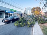 Árvore antiga cai na Avenida Deputada Ceci Cunha e interdita trânsito em Arapiraca