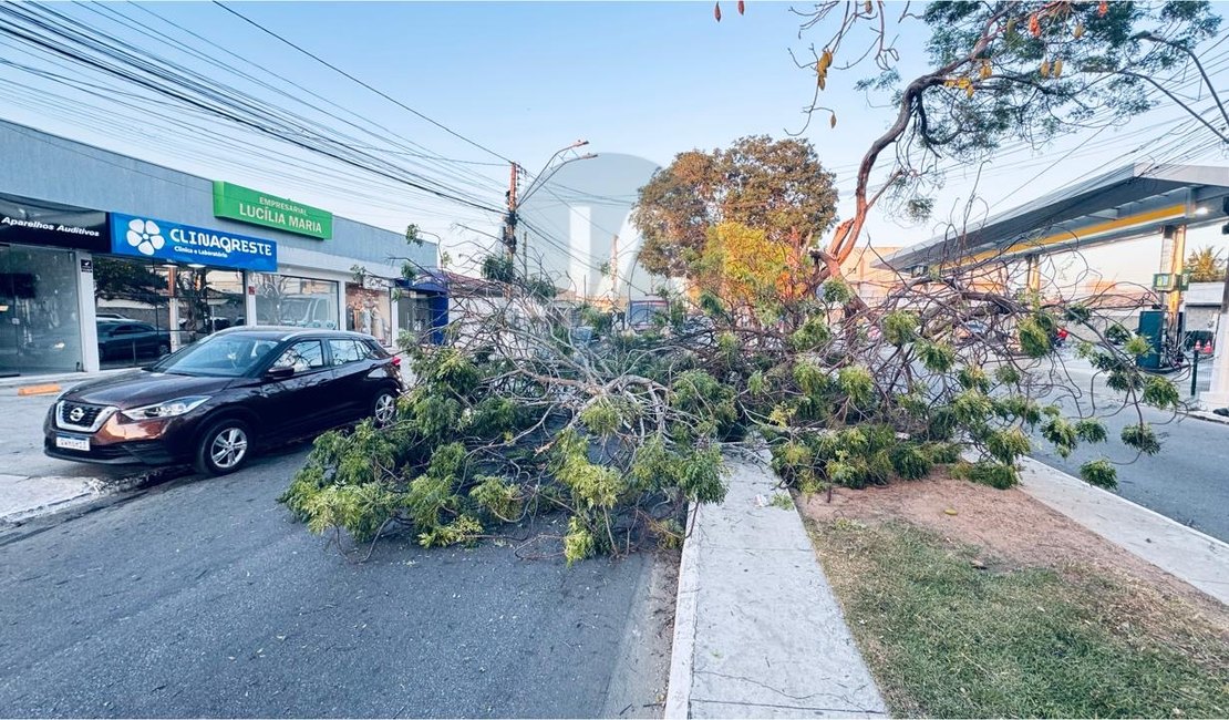 Árvore antiga cai na Avenida Deputada Ceci Cunha e interdita trânsito em Arapiraca