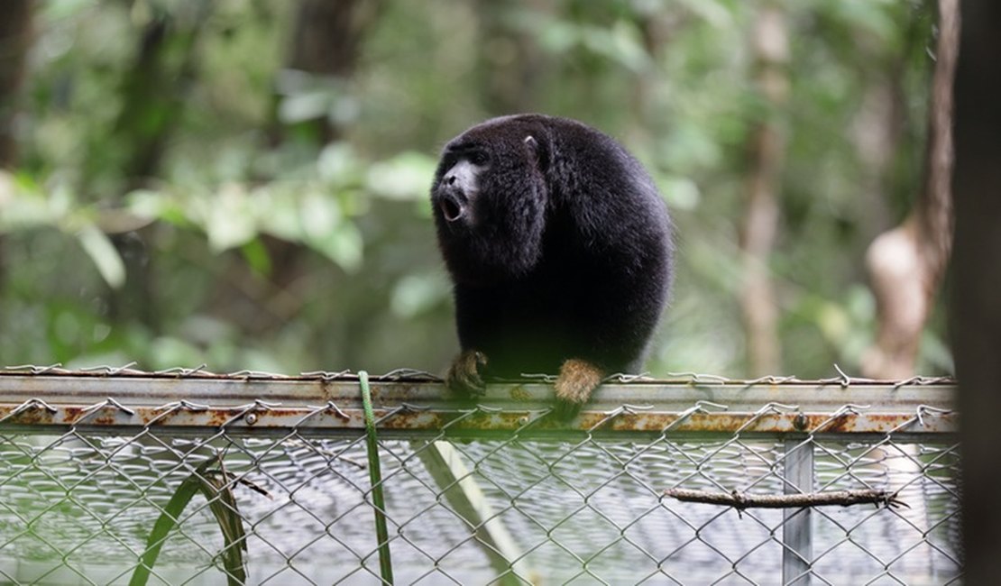 Após período de adaptação, guaribas-de-mãos-ruivas ganham liberdade em reserva ambiental em Coruripe