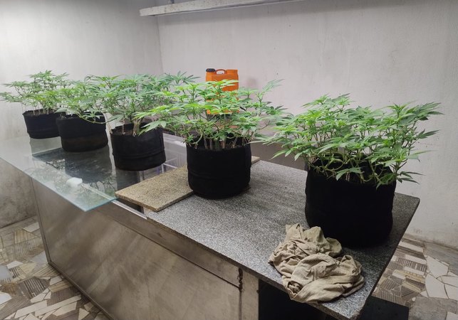 Laboratório usado para cultivo e refinamento de maconha é descoberto em Maceió