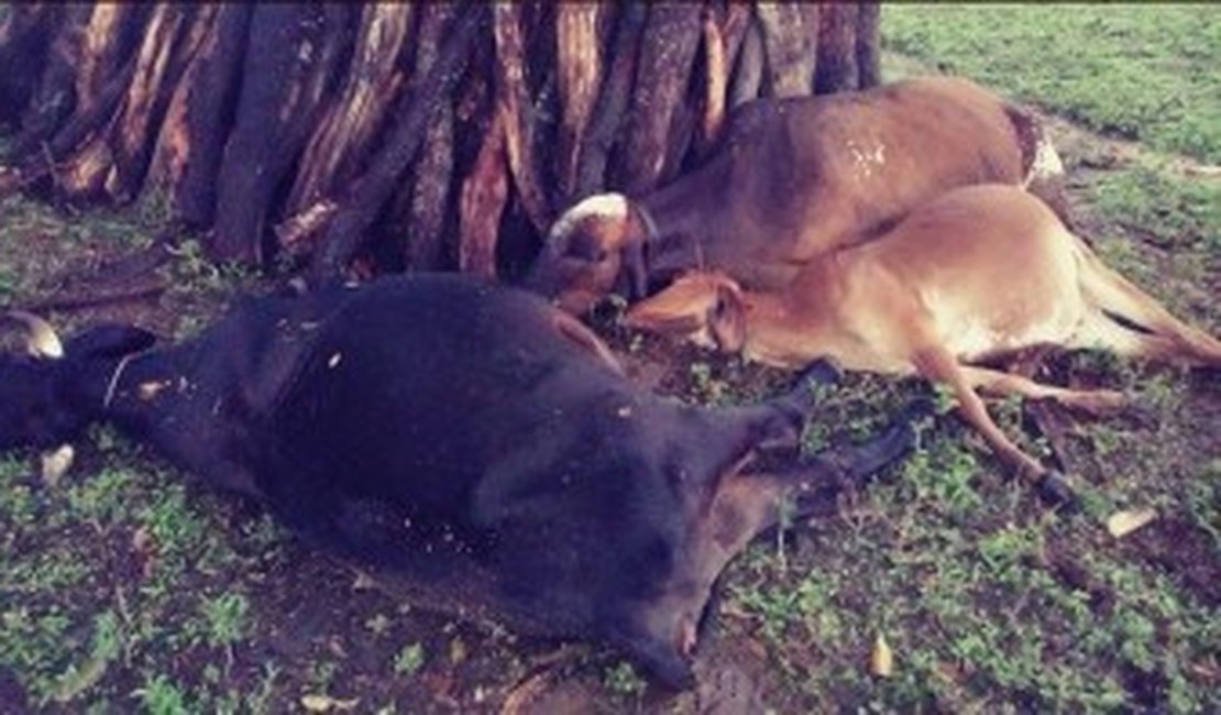 Animais morrem atingidos por um raio em Mata Grande