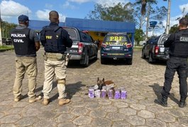 Operação integrada resulta na apreensão de aproximadamente 30 quilos de maconha, em São Sebastião