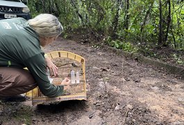 Centro de Triagem solta 164 animais silvestres em área de Mata Atlântica