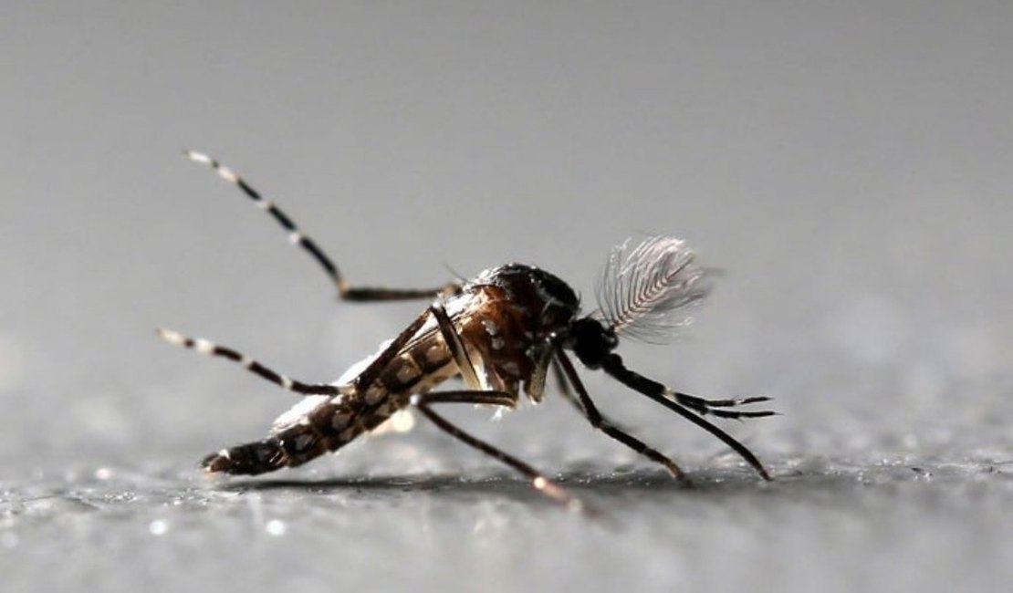 Audiência pública debate atendimento a vítimas do vírus zika em Maceió