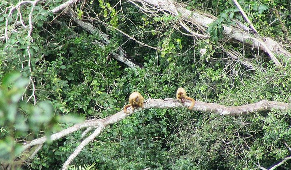 IMA registra espécie de macaco ameaçada de extinção em unidade de conservação no Sertão alagoano