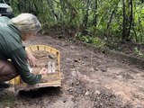 Centro de Triagem solta 164 animais silvestres em área de Mata Atlântica