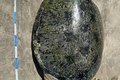 Tartaruga-verde adulta é encontrada morta presa em rede de pesca na Praia de Ponta Verde
