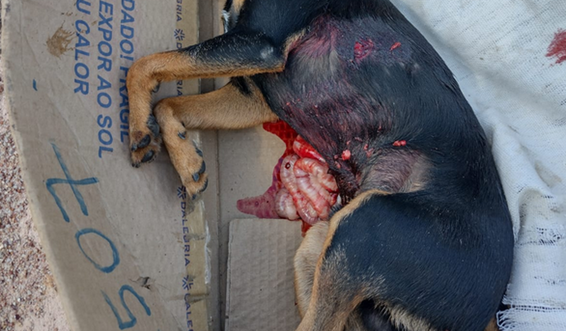 VÍDEO: Pitbull solto em rua do bairro Cavaco ataca e mata pinscher que estava com criança