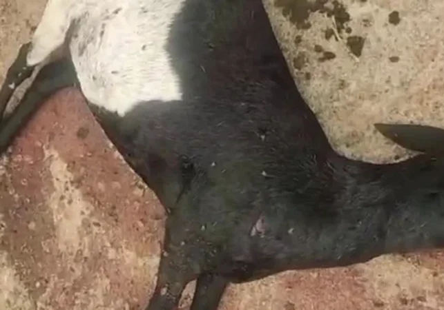 Ataques a rebanhos assustam criadores no Agreste, mas casos não têm registro formal na Polícia Civil