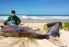 Baleia é encontrada morta na praia do Miaí de Baixo