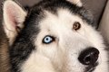 Husky Siberiano desaparece no Planalto e família pede ajuda para encontrá-lo