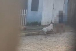Vídeo mostra cachorro morto em calçada após ataque de pitbull; caso teria acontecido em Arapiraca