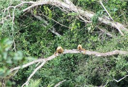 IMA registra espécie de macaco ameaçada de extinção em unidade de conservação no Sertão alagoano