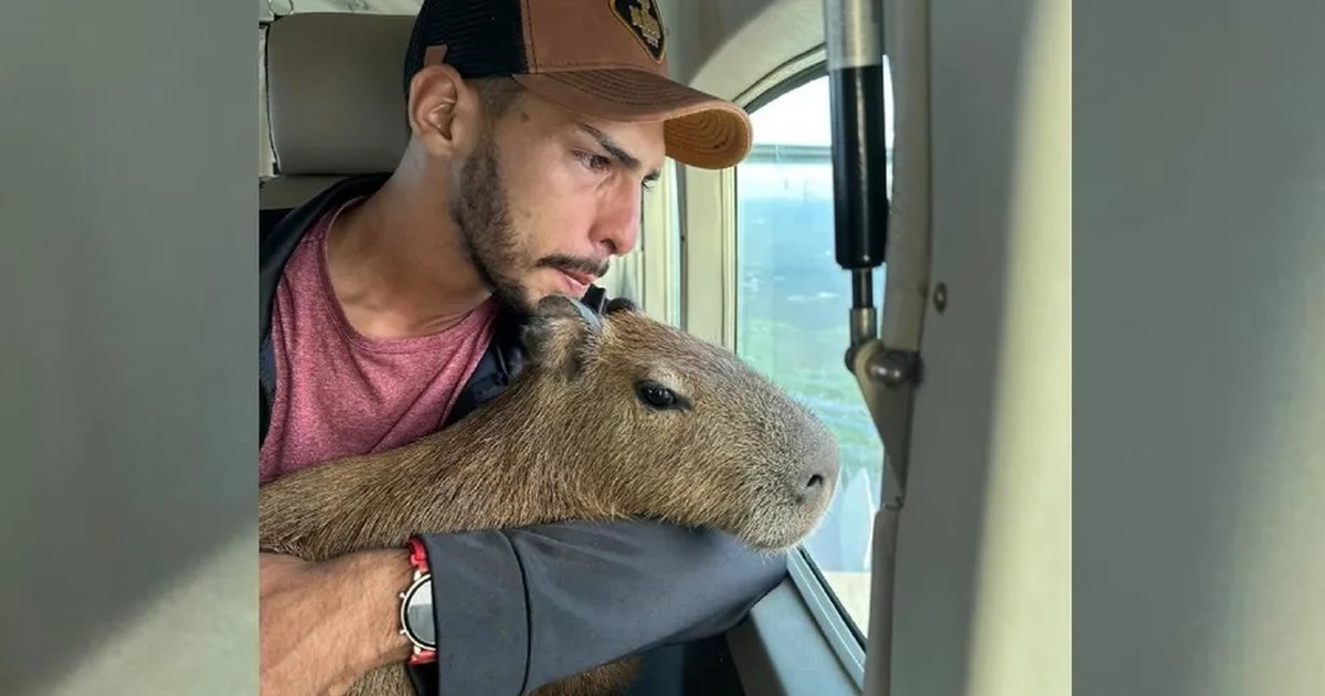 Justiça concede guarda provisória de capivara a influencer do as - Já  é notícia