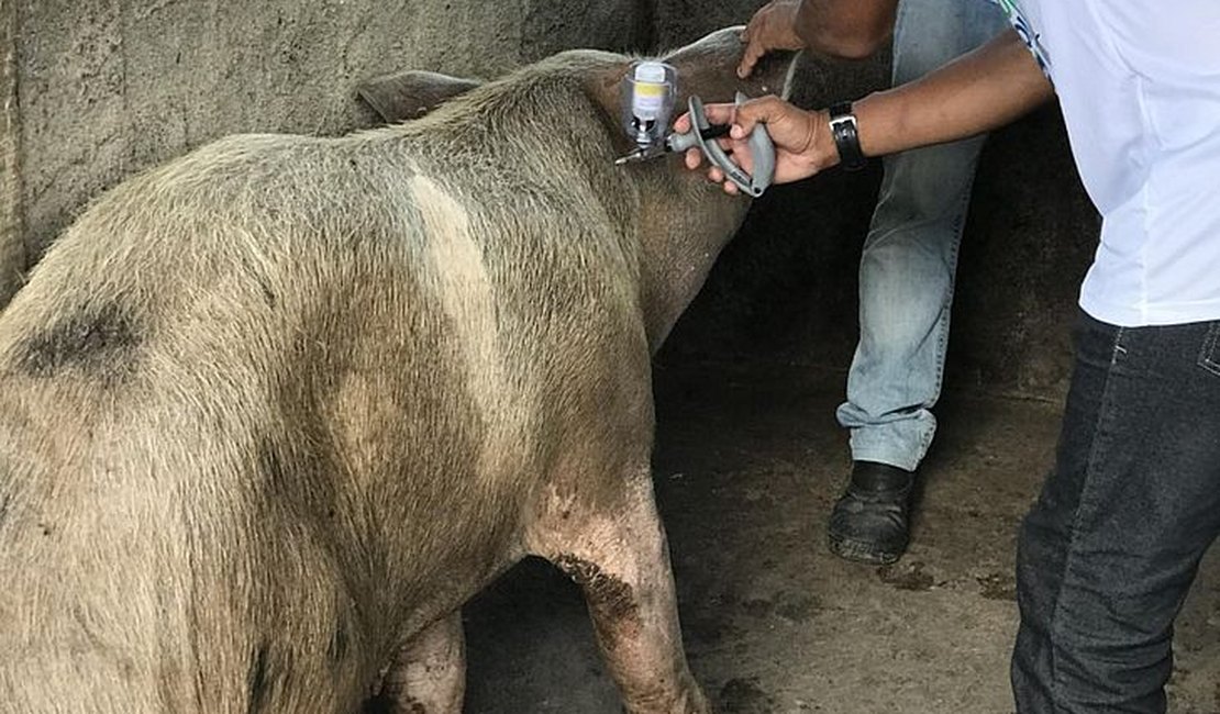 Alagoas inicia campanha de vacinação contra Peste Suína Clássica