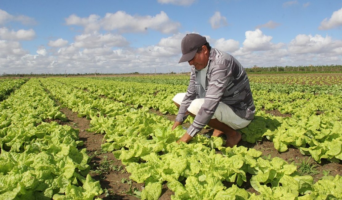 Chuva acima da média transforma Agricultura no investimento mais promissor de Arapiraca