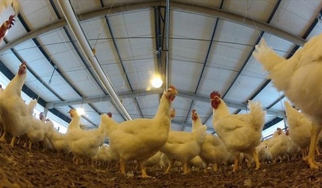 Decreto garante isenção do ICMS para cadeia produtiva de aves