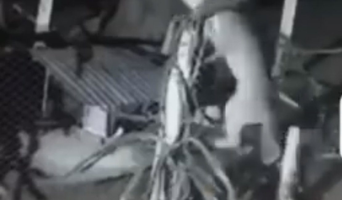 Mistério em Craíbas: mais de 20 animais aparecem mortos sem sangue e vídeo de onça pode explicar ataques