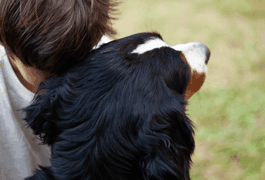 Luto por animal de estimação dá direito a falta no trabalho? Morte da cachorra Estopinha comoveu web